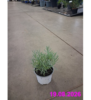 Lavandula int. 'Grosso' P 12